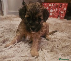 Cavapoo dogs - Advert 16