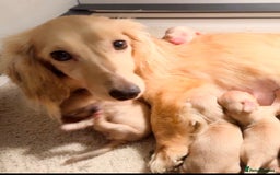 Miniature Dachshund dogs for sale: Cream Longhaired Dachshund - Image 5