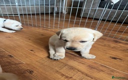 Labrador Retriever dogs for sale: Top Pedigree Labrador retriever puppies - Image 14
