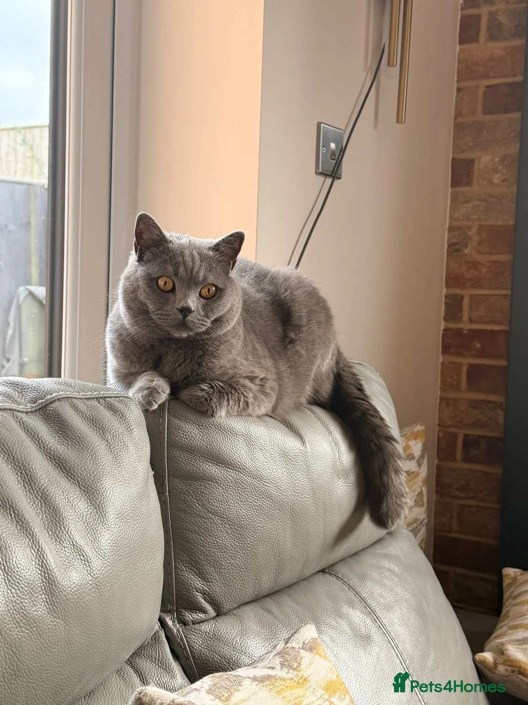 British Shorthair cats for sale: Cinnamon British Longhair& Blue British Shorthair  - Advert 11