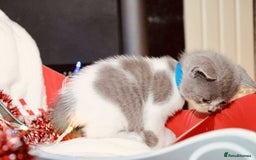 British Shorthair cats for sale: BSH Males and Females available  - Image 18