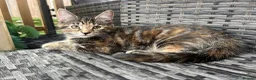 Maine Coon cats for sale: Half Maine coon (Last lady) - Advert 2
