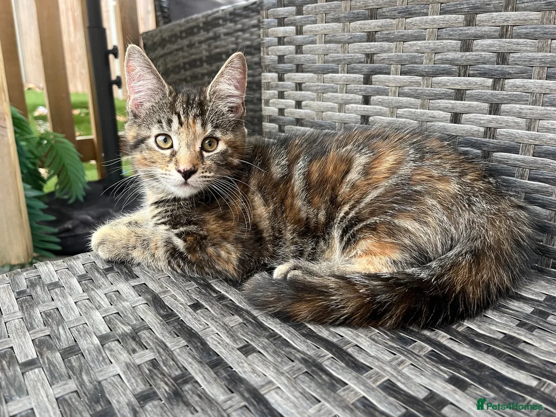 Maine Coon cats for sale: Half Maine coon (Last lady) - Advert 2
