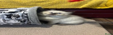 Ragdoll 3