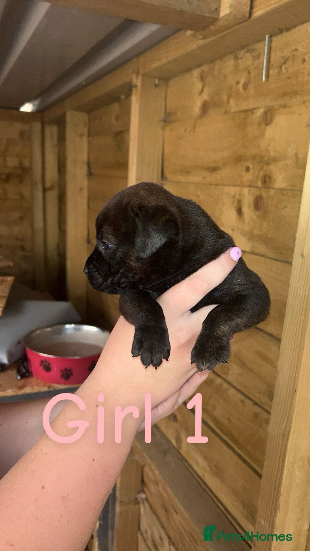 Presa Canario dogs for sale: Presa Canario  - Image 2
