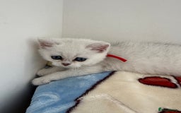 British Shorthair cats for sale: GCCF 🏆 British shorthair kitten🏆 - Image 6
