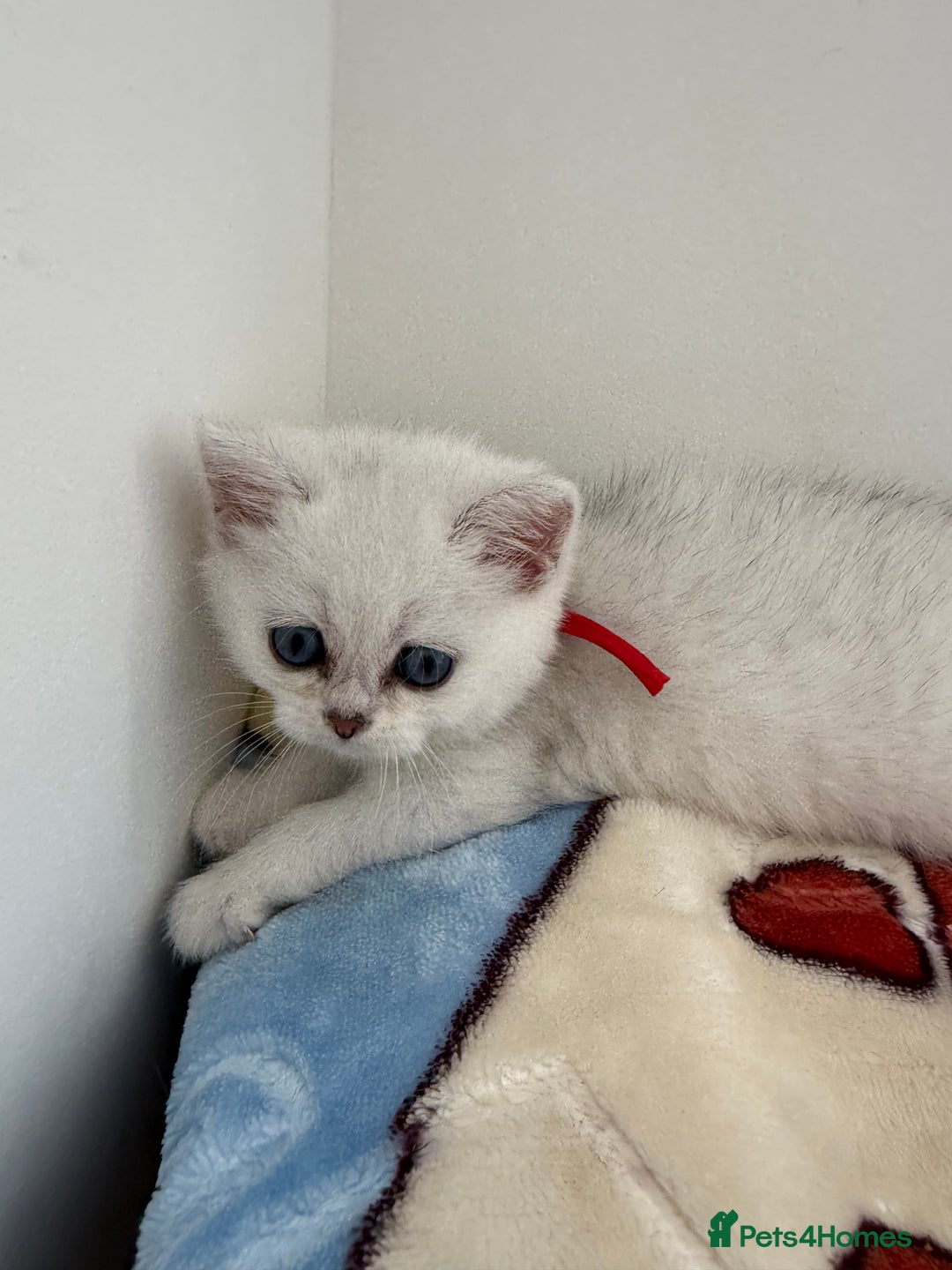 British Shorthair cats for sale: GCCF 🏆 British shorthair kitten🏆 - Image 6