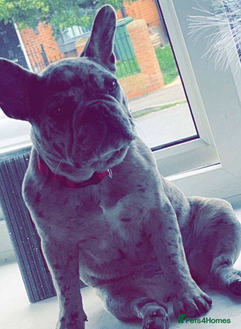 French Bulldog dogs for sale: French bulldog puppies - Advert 1