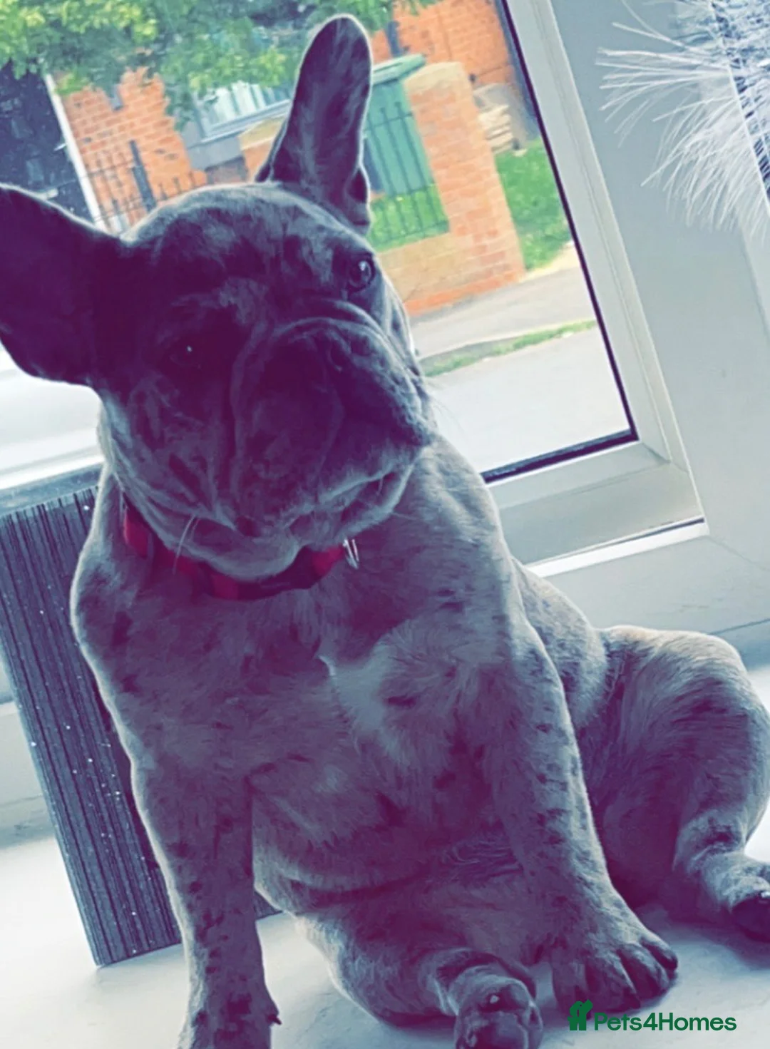 French Bulldog dogs for sale: French bulldog puppies - Advert 1