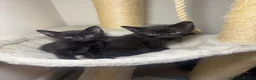 Siamese cats for sale: Gorgeous black 1/2 Siamese kittens  - Advert 1