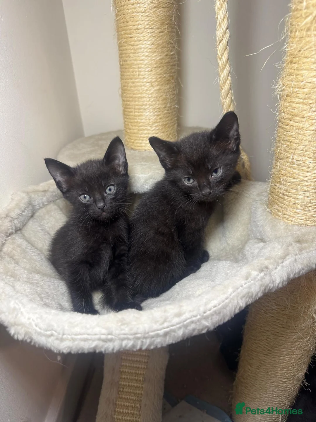 Siamese cats for sale: Gorgeous black 1/2 Siamese kittens  - Advert 1