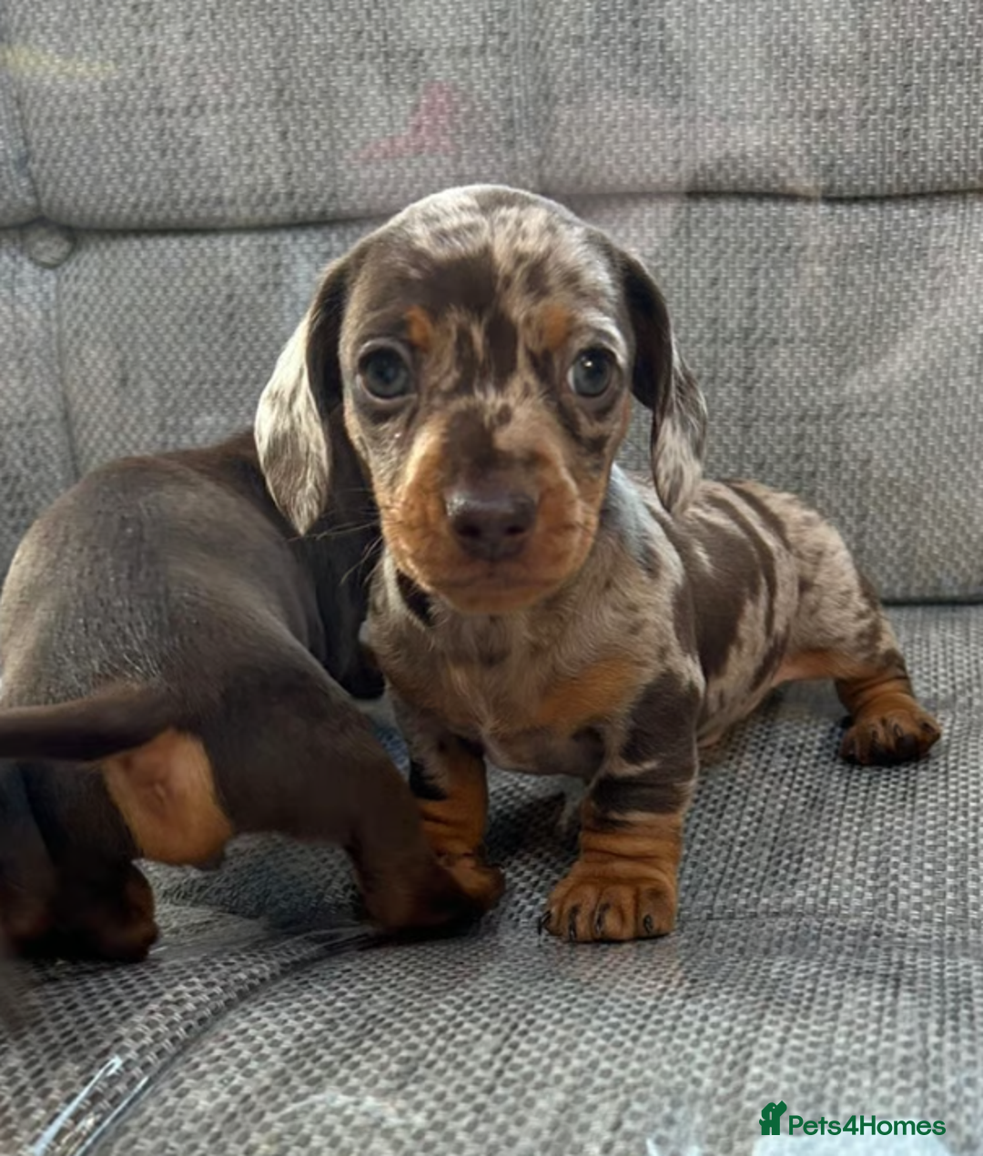 Miniature Dachshund dogs for sale: Miniature Dachshund Puppies Ready for New Homes - Image 4