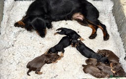Cocker Spaniel dogs for sale: Champion bred KC health tested cockers  - Image 28