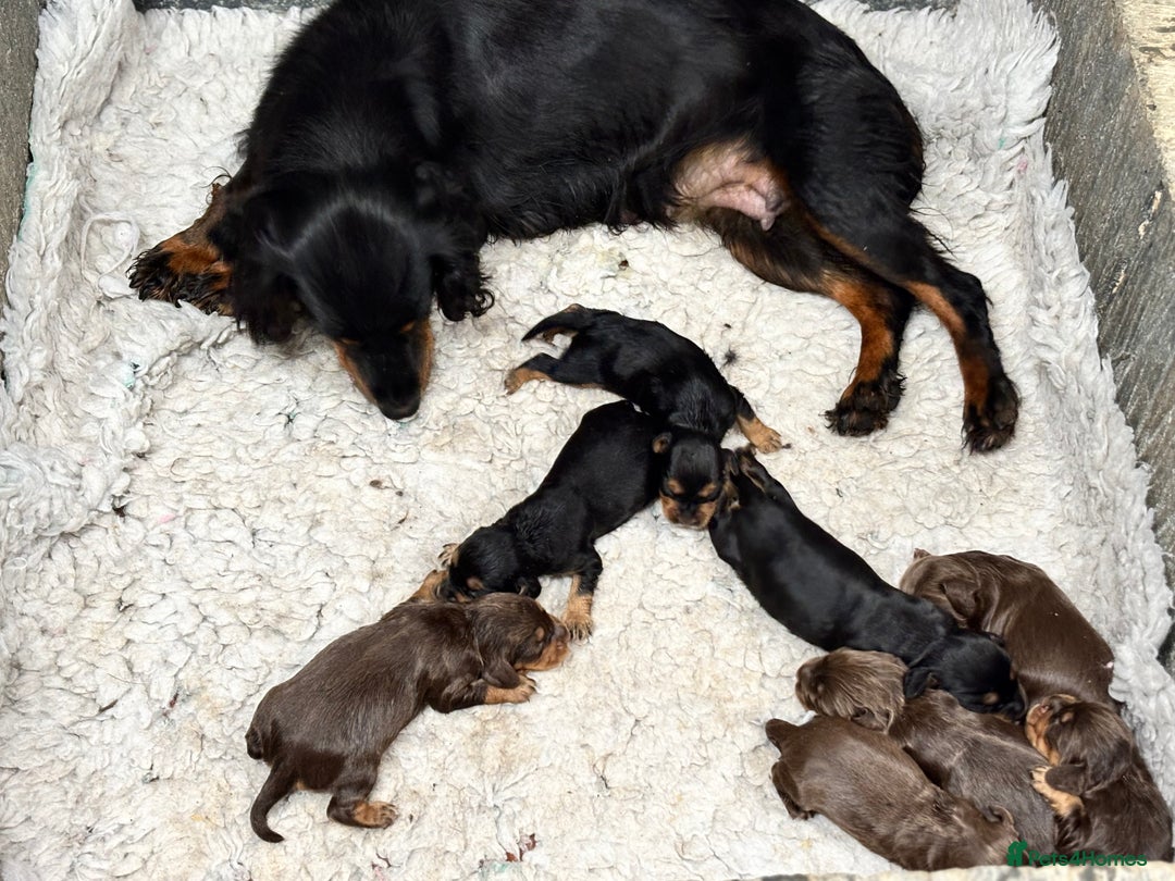 Cocker Spaniel dogs for sale: Champion bred KC health tested cockers  - Image 28