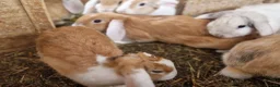 Dwarf Lop rabbits for sale: Friendly, lovely, laidback dwarf lop girls🐰🥰 - Advert 19
