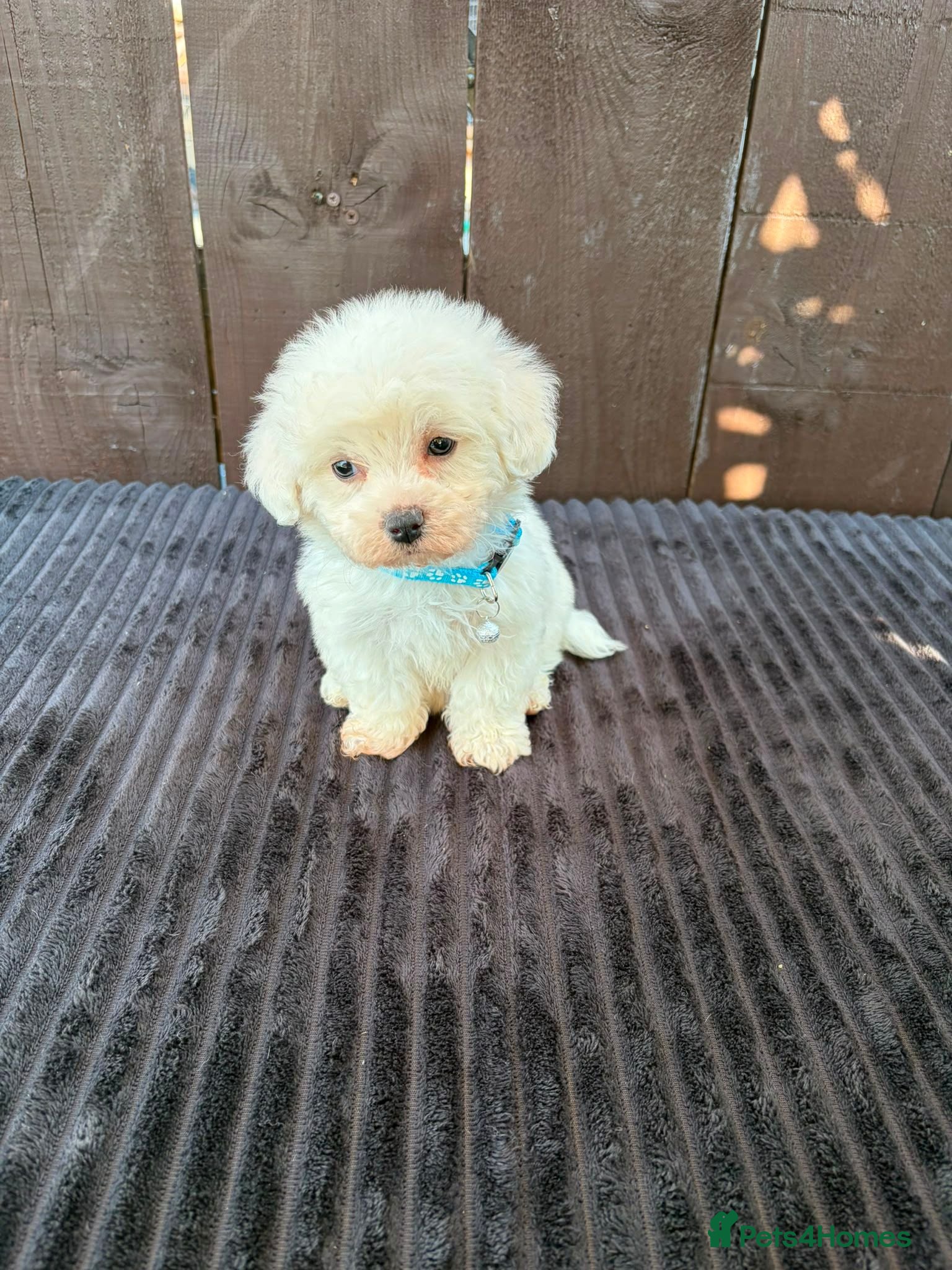 Miniature Poodle dogs Miniature poodles 2 boys 2 girls  - Advert 2