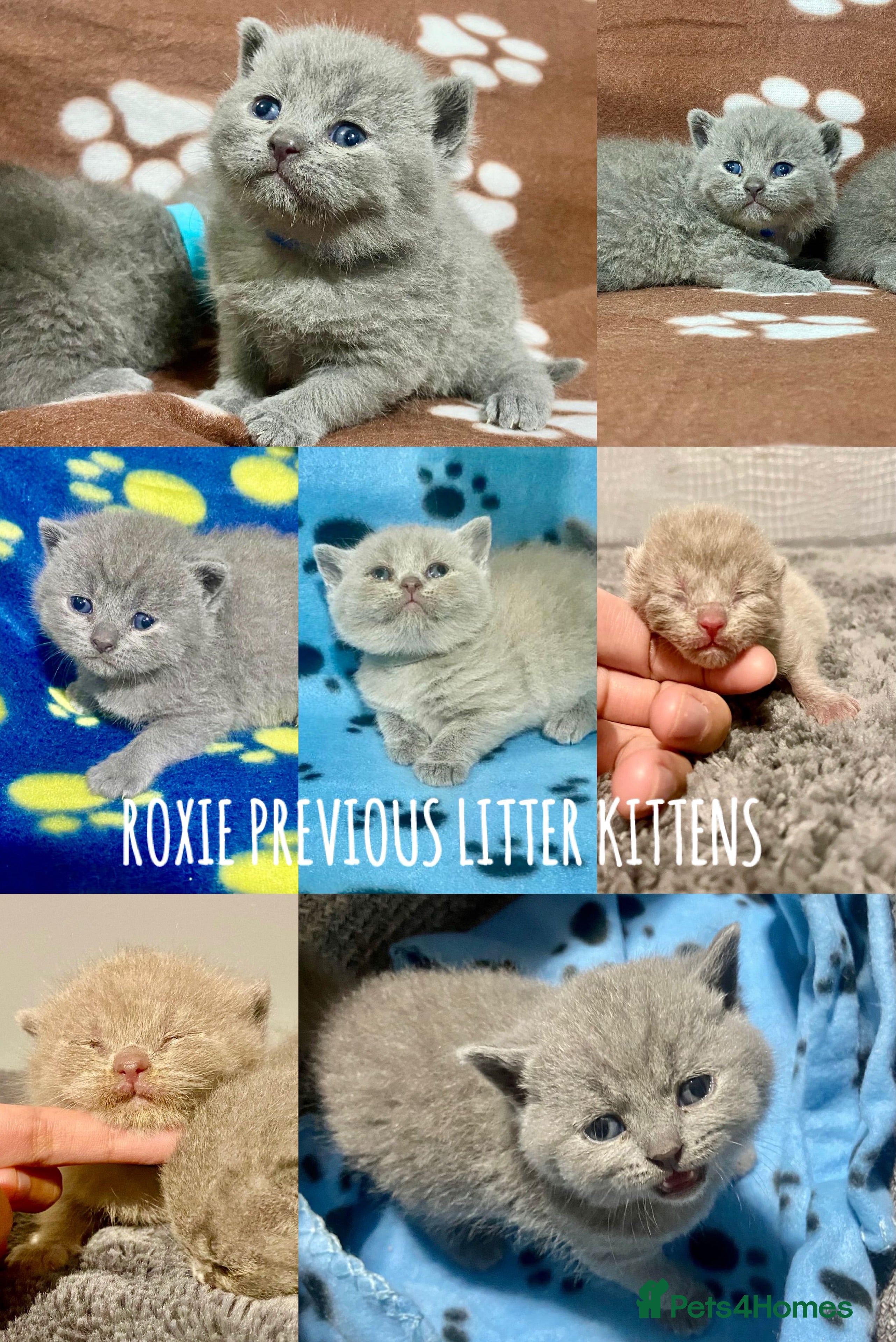 British Shorthair cats BRITISH SHORHAIR KITTENS!!!! 🐾🐾😻😻 - Advert 15