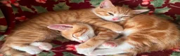 Mixed Breed cats for sale: 3 Gorgeous female kittens - Advert 3