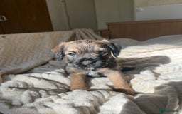 Border Terrier dogs for sale: Border Terrier Puppies - Ready now 🐾  - Image 8