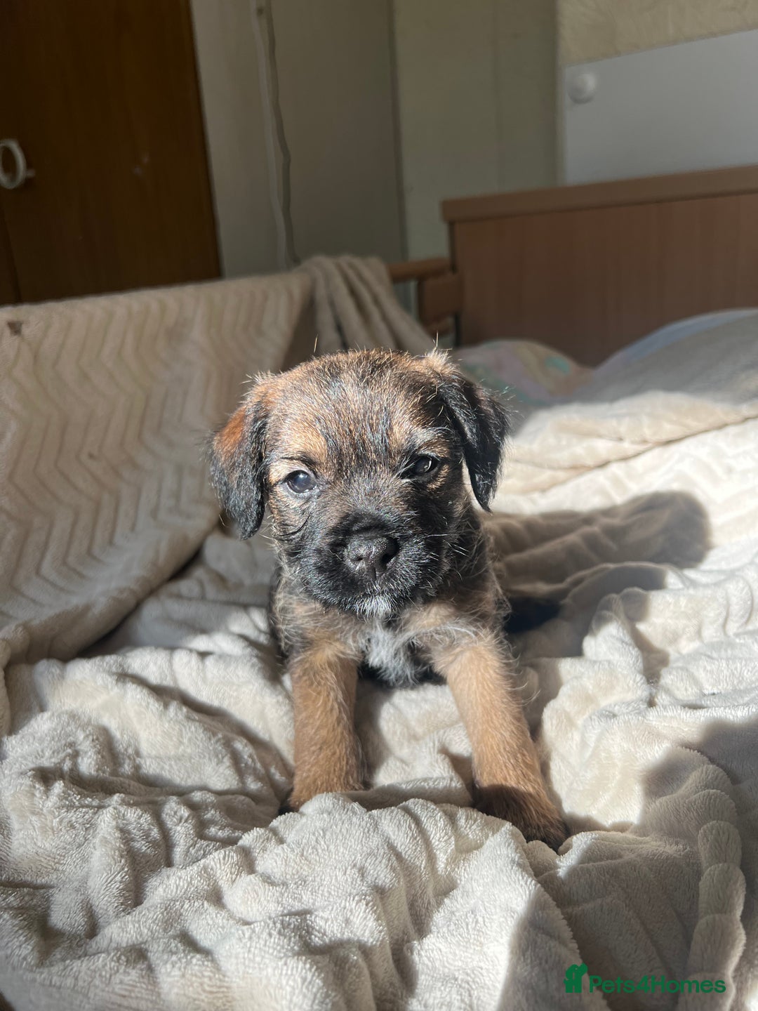 Border Terrier dogs for sale: Border Terrier Puppies - Ready now 🐾  - Image 8