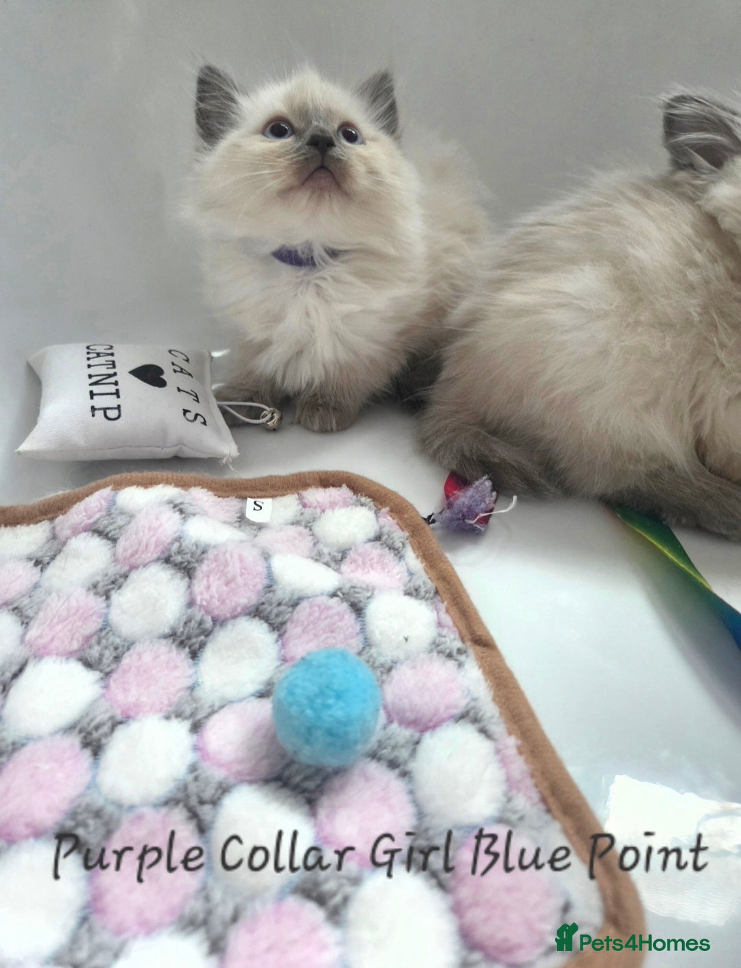 Ragdoll cats for sale: Ragdoll Kittens From Health Tested Parents. - Image 4