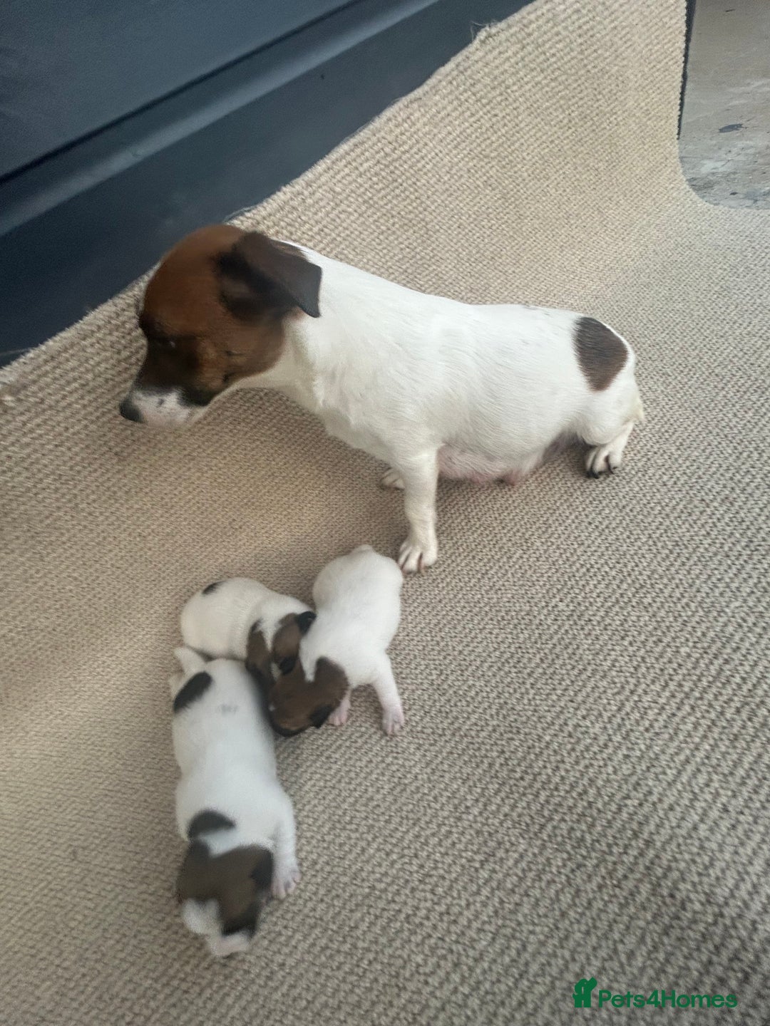 Jack Russell dogs for stud: Jack Russel stud - Image 4