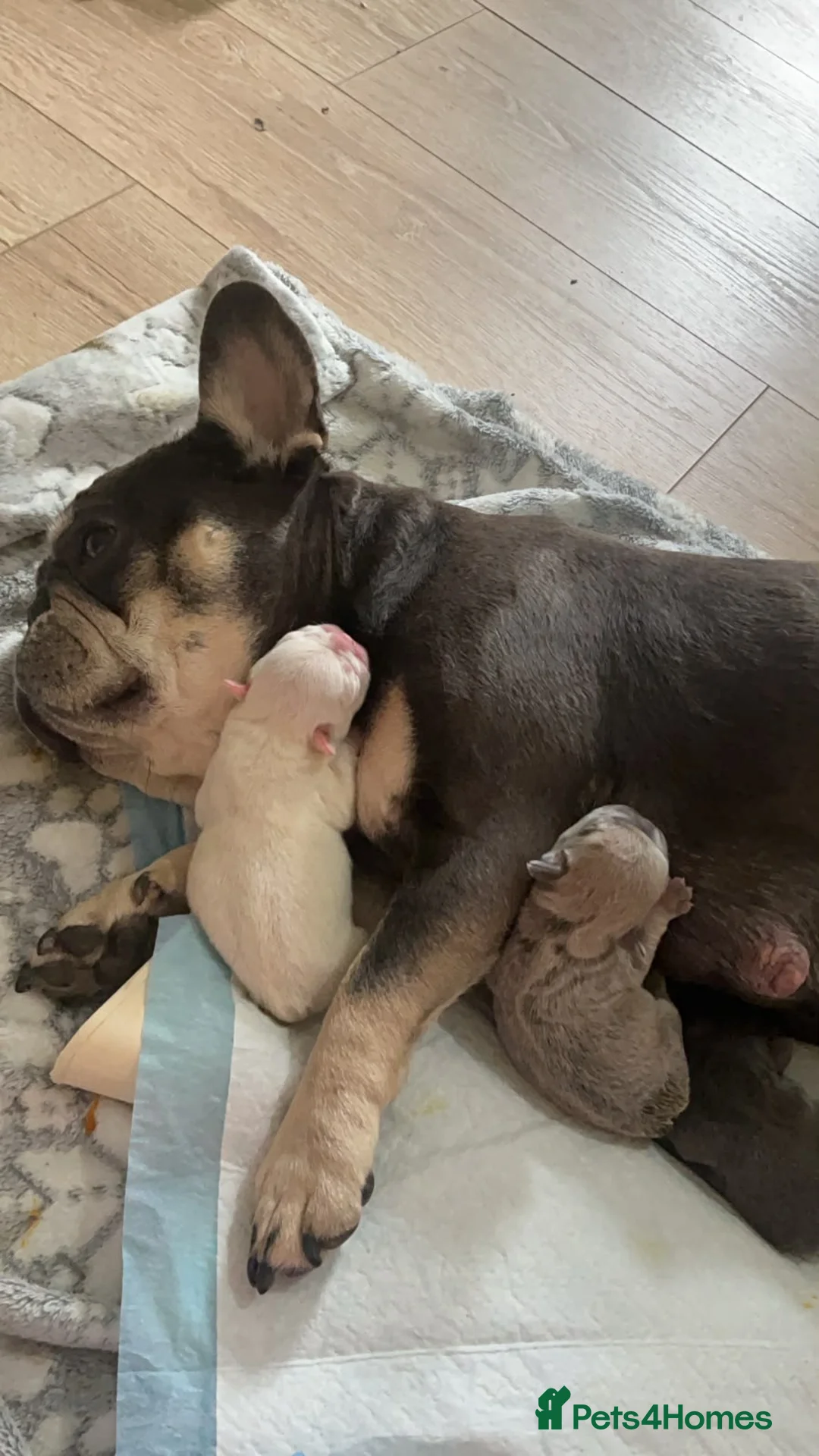 French Bulldog dogs for sale: Litter of 4 girls  in Birmingham - Advert 3