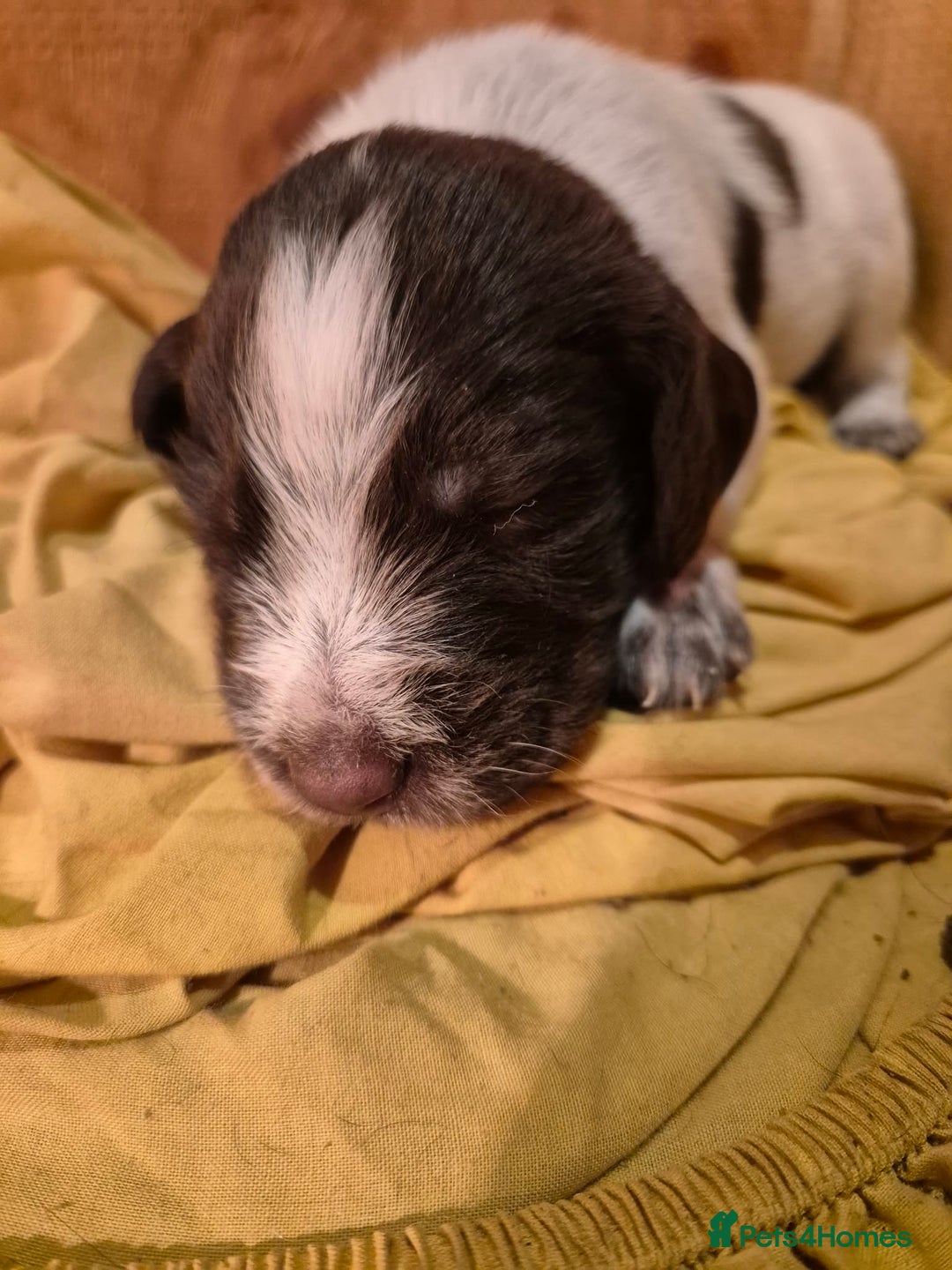 Mixed Breed dogs for sale: German Wirehaired Pointer x Springer Spaniel Pups - Advert 5