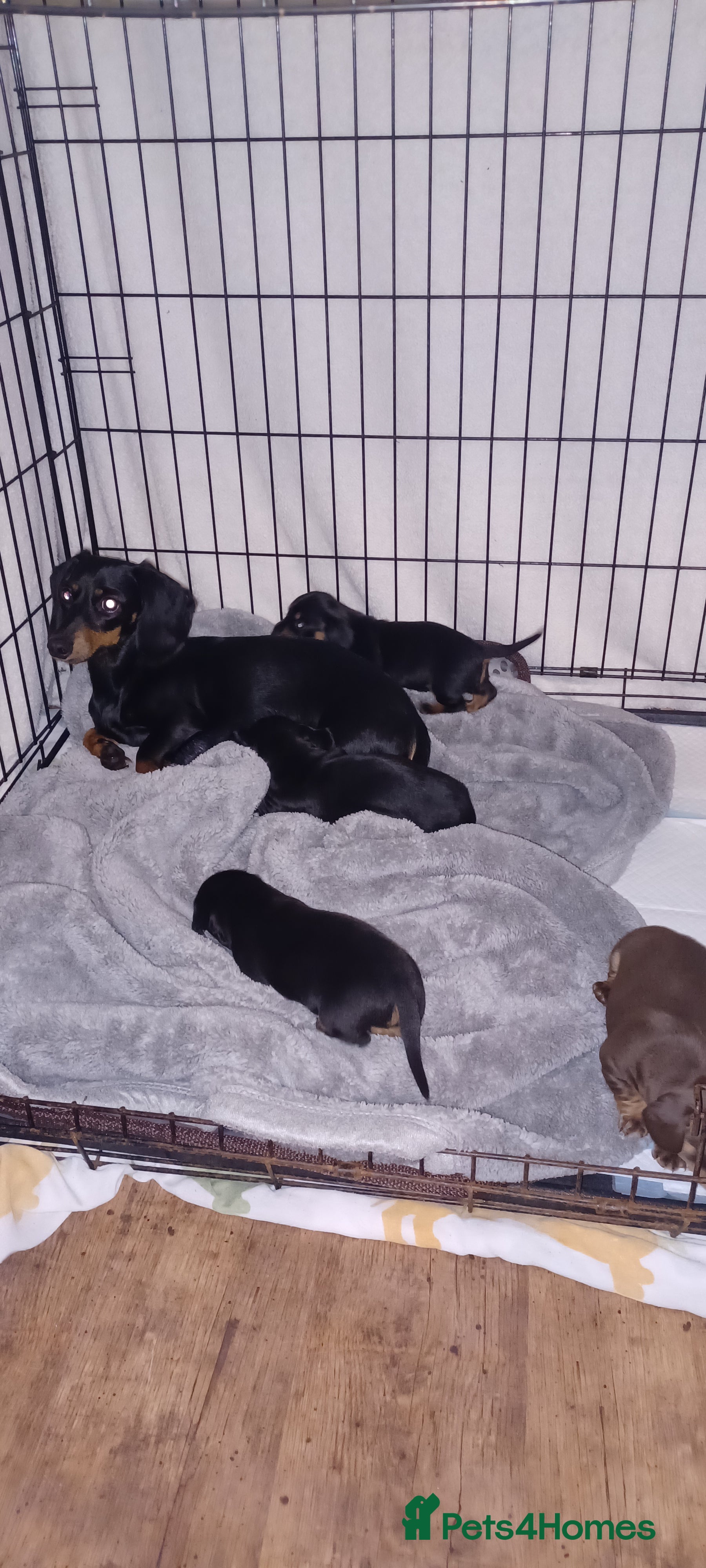 Miniature Dachshund dogs Miniature daschund  - Advert 1