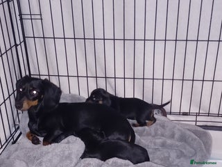 Miniature Dachshund dogs Miniature daschund - Advert 11