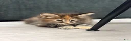 Maine Coon cats for sale: ❤️ Maine Coon kittens TICA registered ❤️ - Advert 7
