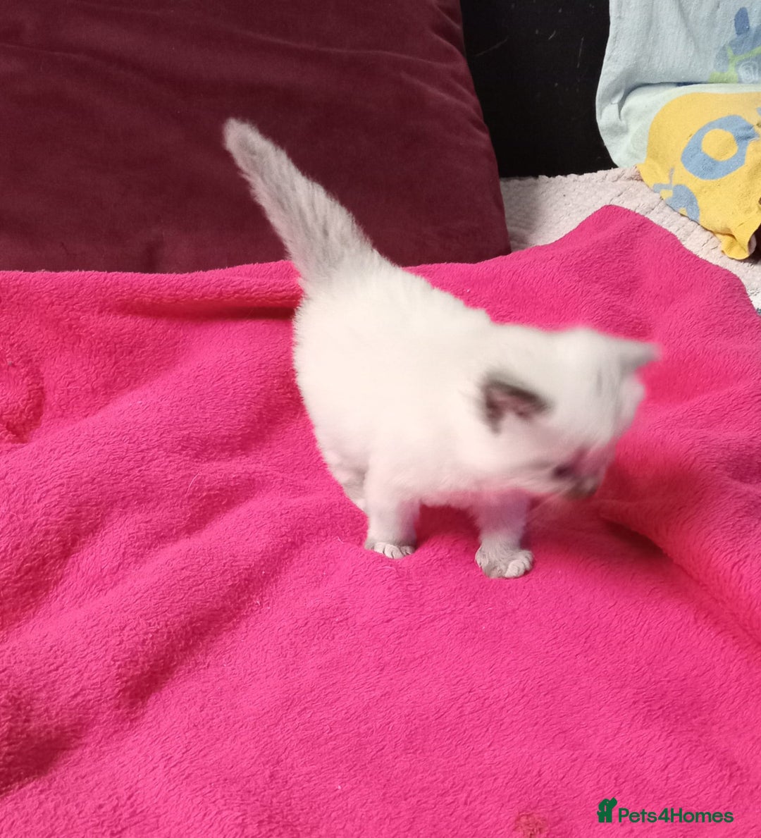 Perdoll cats for sale: RAGDAL KITTENSS  - Image 10