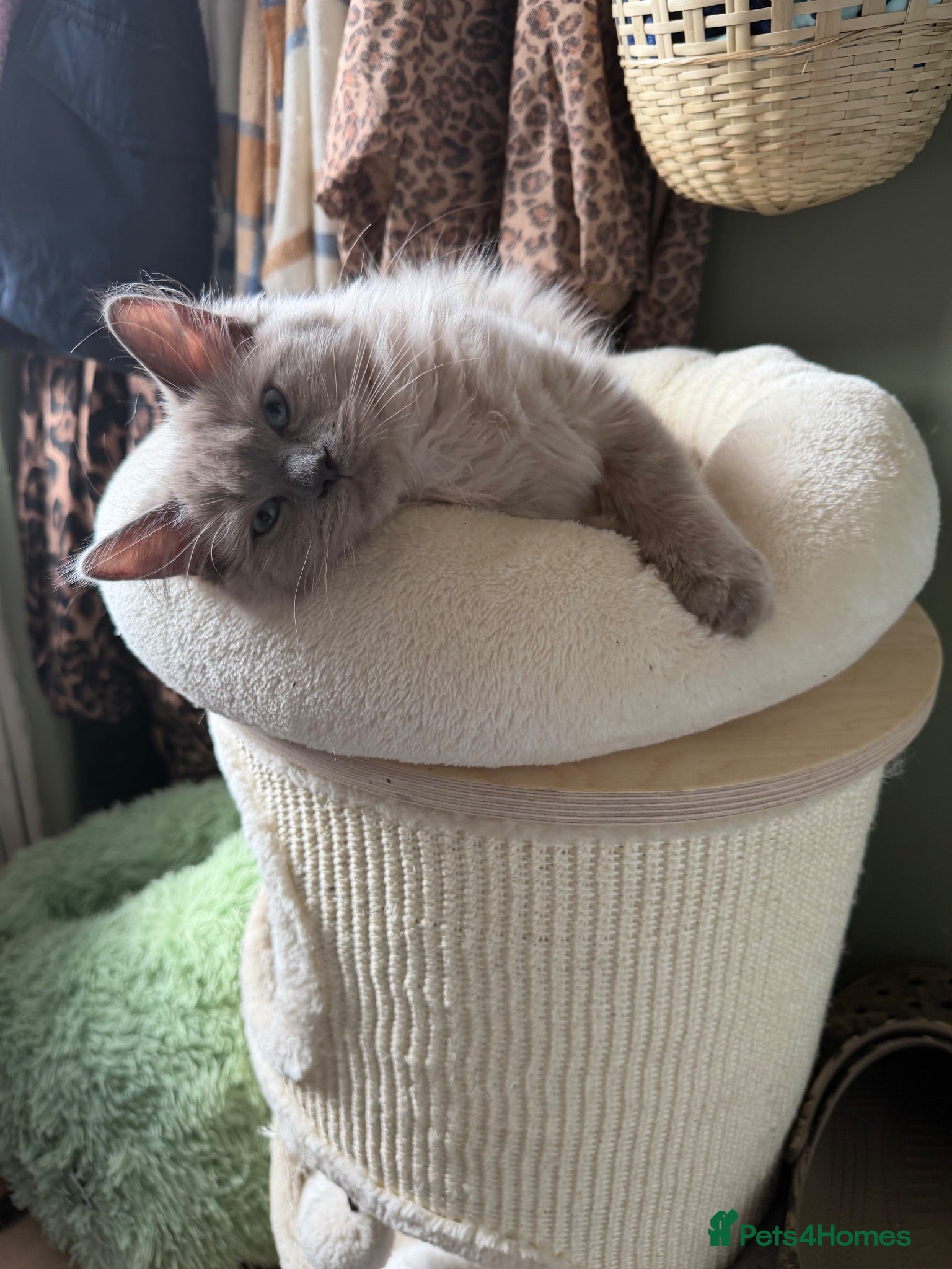 Ragdoll cats for sale: Tica Registered Mink Ragdolls - Advert 1