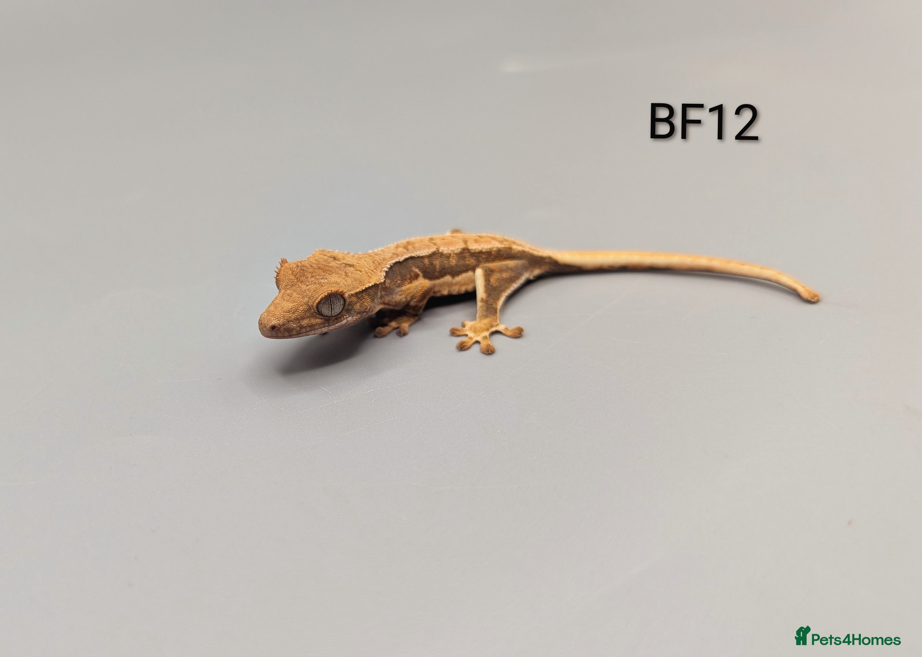Gecko reptiles Red Lily White Crested Gecko CB25  - Advert 12