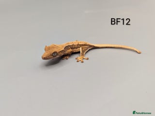 Gecko reptiles Red Lily White Crested Gecko CB25 - Advert 12