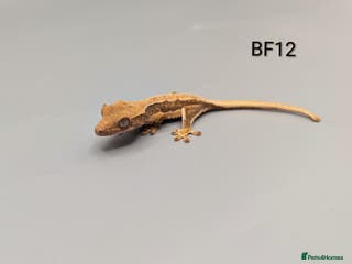 Gecko reptiles Red Lily White Crested Gecko CB25 - Advert 14