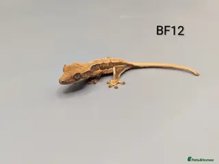 Gecko reptiles Red Lily White Crested Gecko CB25 - Advert 20