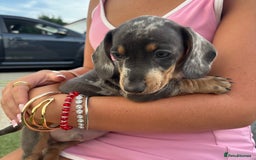 Miniature Dachshund dogs for sale: Miniature dachshund puppy’s TO LEAVE NOW in Luton - Image 25