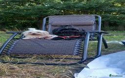 Malshi dogs for sale: Malshi 2 puppies boys - Advert 11