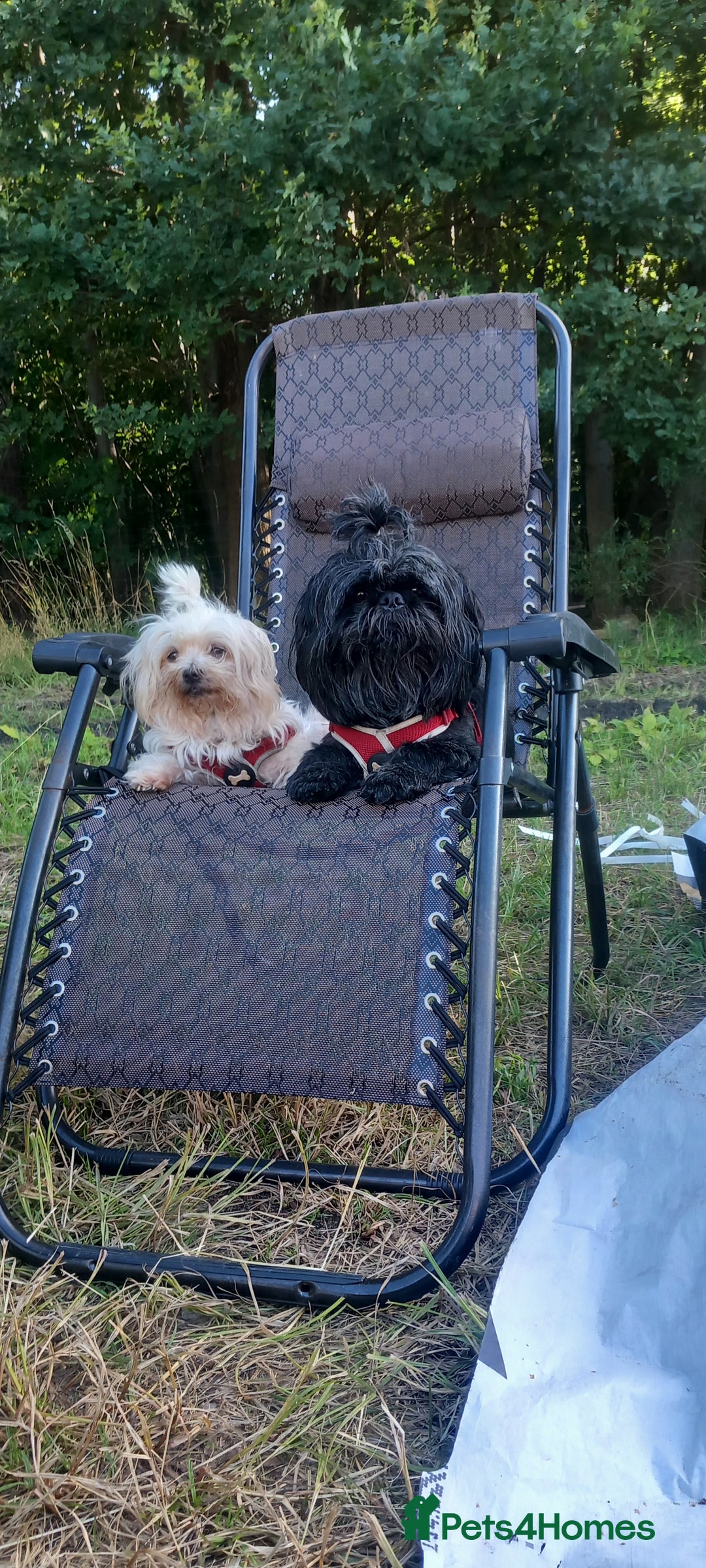 Malshi dogs for sale: Malshi 2 puppies boys - Advert 11