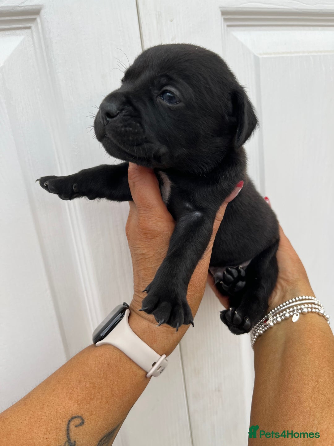Mixed Breed dogs for sale: 4 week old puppies - Image 12