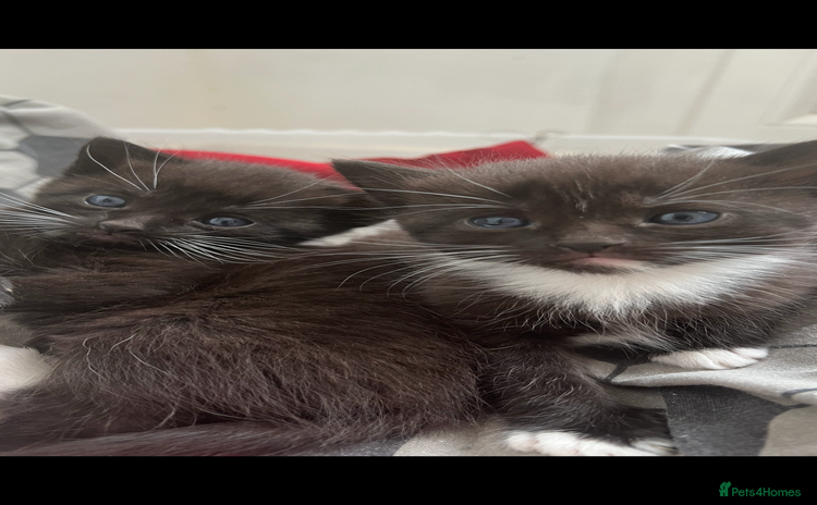 Mixed Breed cats - Advert 2