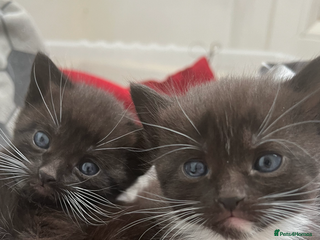 Mixed Breed cats - Advert 2