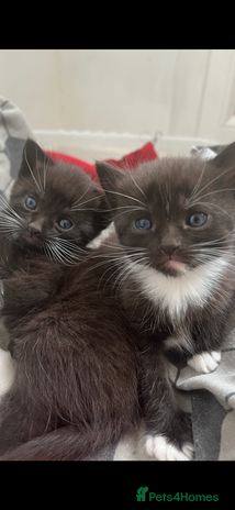 Mixed Breed cats - Advert 4