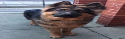 German Shepherd dogs for sale: 2 Month German Shepherd  - Advert 4