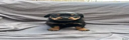 Rottweiler dogs for sale: Rottweiler pups - Advert 17