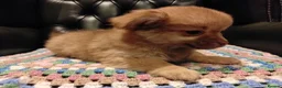 Chihuahua dogs for sale: Chihuahua Puppies for sale, Ready for loving homes - Advert 29
