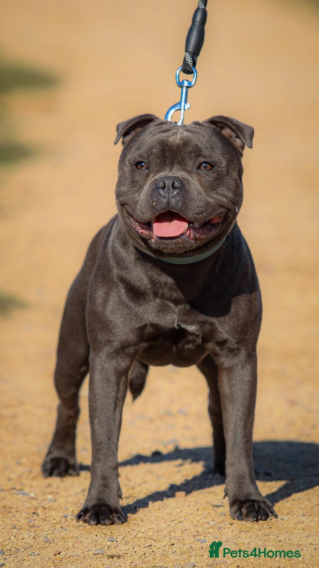 Staffordshire Bull Terrier dogs for sale: Blue 1 year old Male - Advert 5