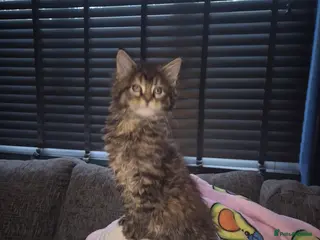 Maine Coon cats Russian /xxl maine coon - Advert 9