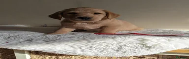 Labrador Retriever 5